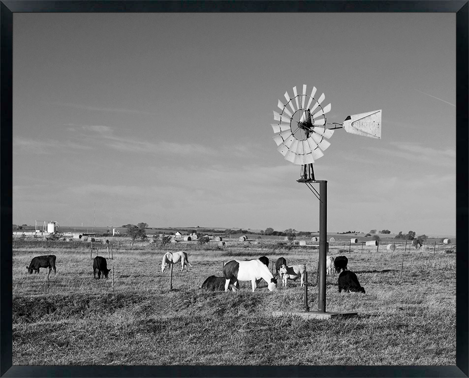 USA, Oklahoma, Route 66, near Calumet, Windpump and livestock (RF)