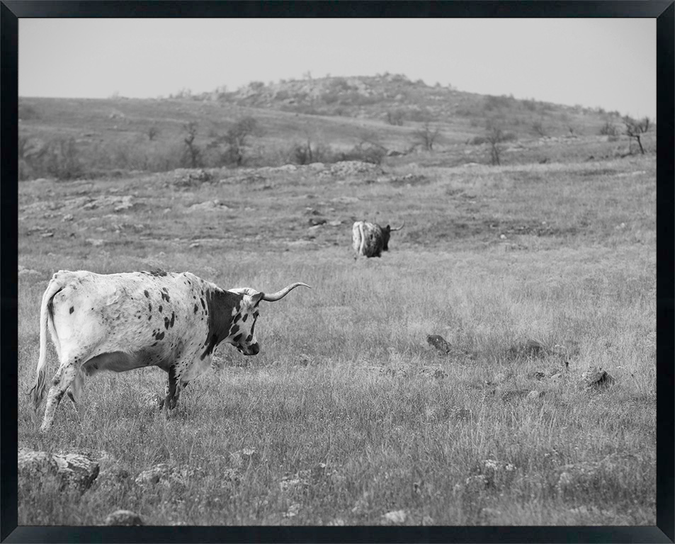 USA, Oklahoma, Wichita Mountains National Wildlife Refuge, Longhorn Cattle