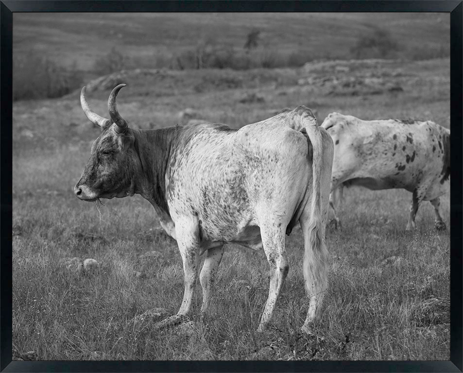 USA, Oklahoma, Wichita Mountains National Wildlife Refuge, Longhorn Cattle