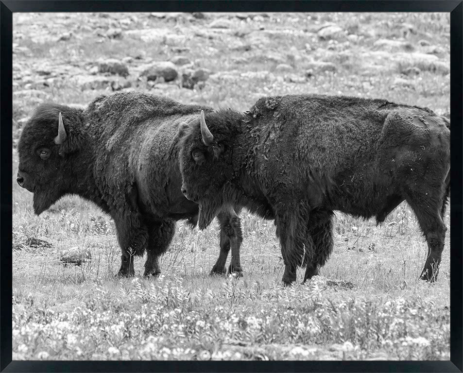 USA, Oklahoma, Wichita Mountains National Wildlife Refuge. Bisons and flowers in field.