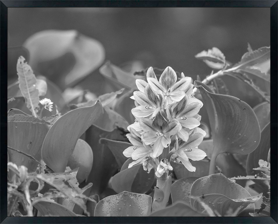 USA, Oklahoma, Wichita Mountains National Wildlife Refuge. Water hyacinth flowers close-up.
