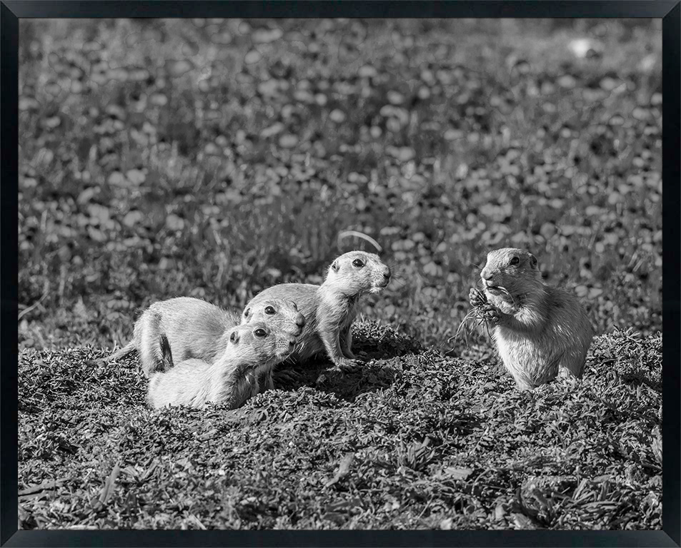 USA, Oklahoma, Wichita Mountains National Wildlife Refuge. Prairie dog babies at burrow. Credit as: Cathy and Gordon Illg / Jaynes Gallery / DanitaDelimont. com